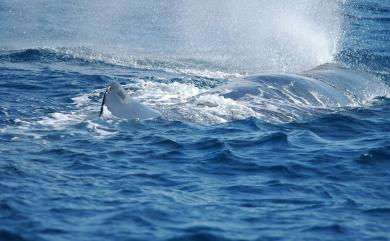 Physeter macrocephalus Linnaeus, 1758 抹香鯨