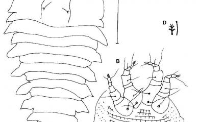 Tegonotus eupators Huang, 2001 漫澤蘭頂背節蜱