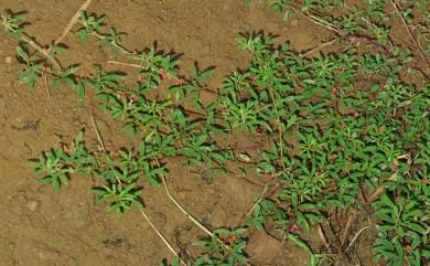 Indigofera glandulifera Page ex Steud. 腺葉木藍