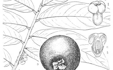 Diospyros philippensis 毛柿