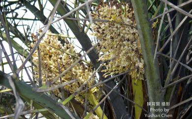 Phoenix hanceana 臺灣海棗