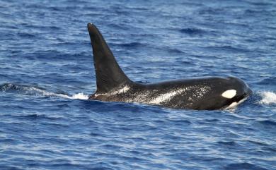 Orcinus orca Linnaeus, 1758 虎鯨