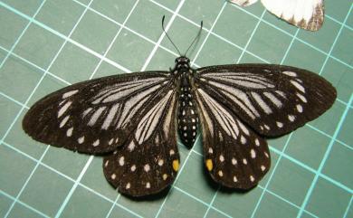 Papilio epycides melanoleucus Ney, 1911 黃星斑鳳蝶