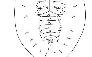 Tuberaleyrodes bobuae Takahashi, 1934 灰木瘤粉蝨