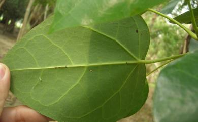 Hernandia nymphaeifolia (C. Presl) Kubitzki 蓮葉桐