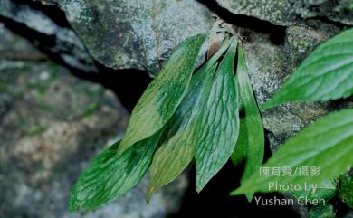 Antrophyum formosanum Hieron. 臺灣車前蕨