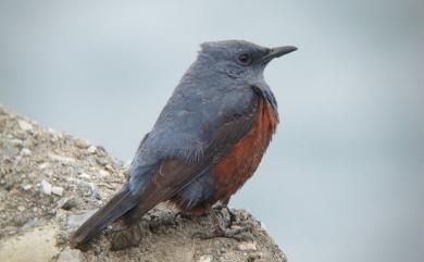 Monticola solitarius philippensis (Muller, 1776) 藍磯鶇(棕腹亞種)