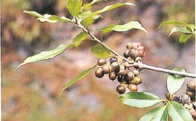 Lithocarpus hancei (Benth.) Rehder 三斗石櫟