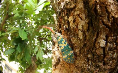 Pyrops candelaria (Linnaeus, 1758) | 臺灣生命大百科 Pyrops candelaria (Linnaeus, 1758) | 臺灣生命大百科