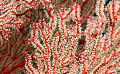 Melithaea formosa (Nutting, 1911) 美麗紅扇珊瑚