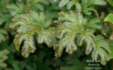 Selaginella uncinata (Desv. ex Poir.) Spring 翠雲草