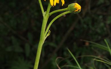 Ligularia japonica 大吳風草