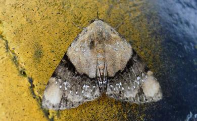 Diomea stellata Wileman, 1916 點狄裳蛾