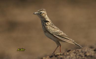 Alauda gulgula wattersi (Swinhoe, 1871) 小雲雀(本島亞種)