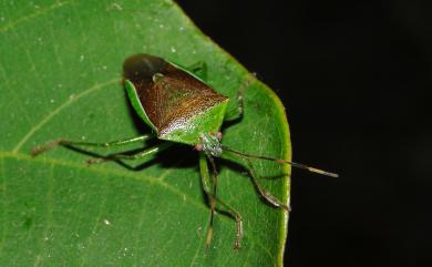 Neojurtina typica Distant, 1921 秀椿象