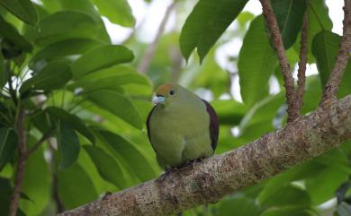 Treron formosae formosae Swinhoe, 1863 紅頭綠鳩(台灣亞種)