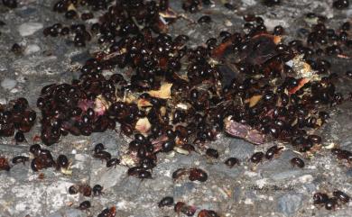 Phaeochrous emarginatus emarginatus Laporte, 1840 緣邊駝金龜