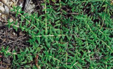 Heliotropium strigosum Willd. 細葉天芥菜