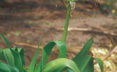 Crinum asiaticum 文珠蘭