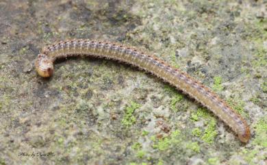 Glyphiulus granulatus Gervais, 1847