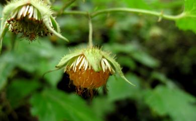 Rubus taitoensis Hayata 刺花懸鉤子