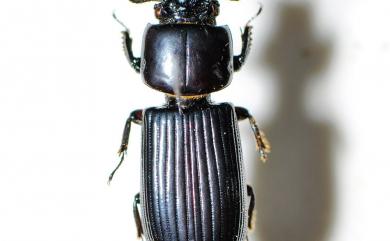 Leptaulax formosanus Doesburg, 1992 小黑艷蟲