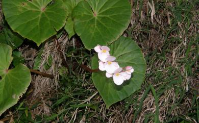 Begonia fenicis Merr. 蘭嶼秋海棠