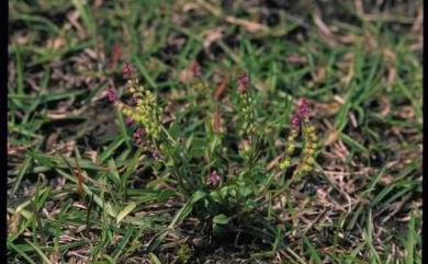 Polygala tatarinowii Regel 小扁豆