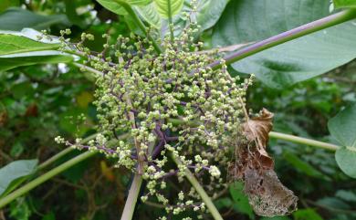 Dendrocnide meyeniana (Walp.) Chew 咬人狗