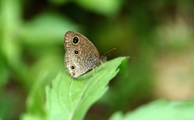 Ypthima multistriata Butler, 1883 密紋波眼蝶