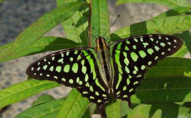 Graphium agamemnon (Linnaeus, 1758) 翠斑青鳳蝶