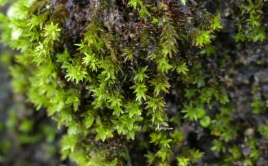 Barbula indica (Hook.) Spreng., 1824 小扭口苔