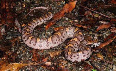 Ovophis monticola makazayazaya (Takahashi, 1922) 瑪家山龜殼花