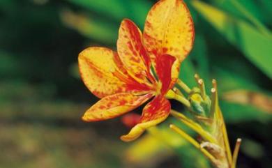Iris domestica (L.) Goldblatt & Mabb. 射干