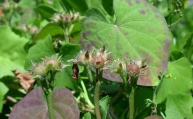 Ipomoea triloba 紅花野牽牛