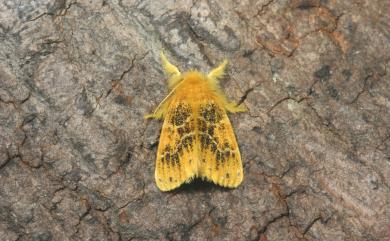 Euproctis striata Wileman, 1910 紛黃毒蛾