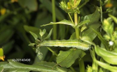 Thysanoplusia orichalcea (Fabricius, 1775) 弧金翅夜蛾