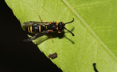 Subancistrocerus kankauensis (Schulthess, 1934)