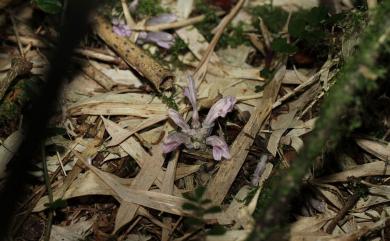 Lathraea purpurea H.A.Cummins ex King 紫花齒鱗草