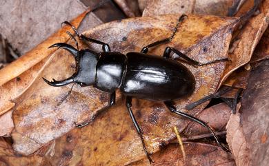 Dorcus yamadai (Miwa, 1937) 刀鍬形蟲