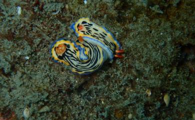 Hypselodoris maritima (Baba, 1949) 海洋高澤海麒麟