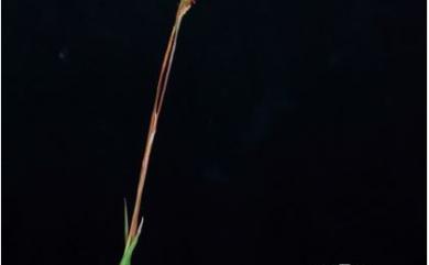 Eremochloa ciliaris 蜈蚣草