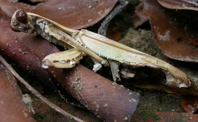 Beauveria bassiana 巴氏蠶白僵菌