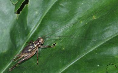 Cardiodactylus guttulus (Matsumura, 1913) 黃斑鐘蟋