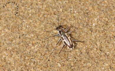 Abroscelis anchoralis anchoralis (Chevrolat, 1845) 大錨紋虎甲蟲