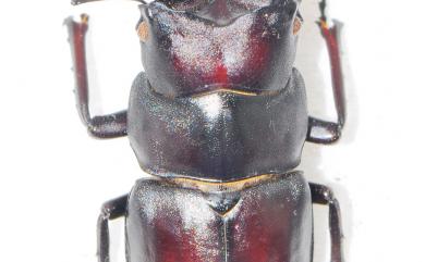 Prosopocoilus motschulskii (Waterhouse, 1869) 高砂鋸鍬形蟲