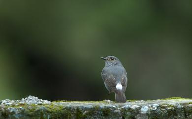 Phoenicurus fuliginosus affinis (Ogilvie-Grant, 1906) 鉛色水鶇(台灣亞種)