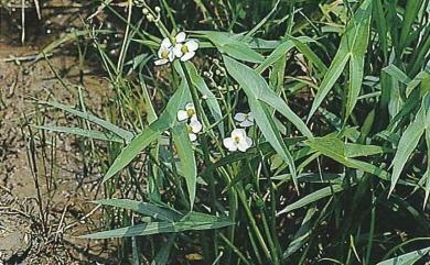 Sagittaria sagittifolia L. 慈姑