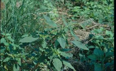 Amaranthus spinosus L. 刺莧