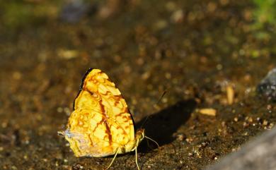 Symbrenthia lilaea formosanus Fruhstorfer, 1908 散紋盛蛺蝶